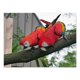 Scarlet Macaws Fotodruck