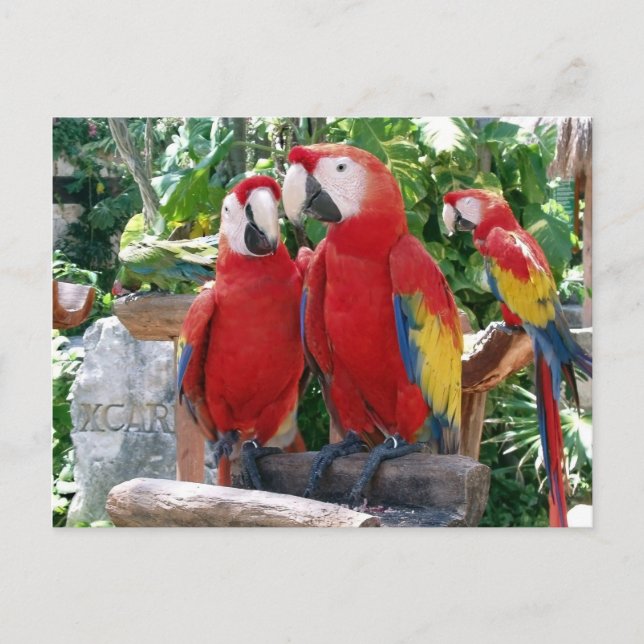 Scarlet Macaws Postcard Postkarte (Vorderseite)