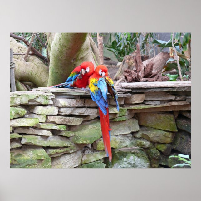 Scarlet Macaws Poster (Vorne)
