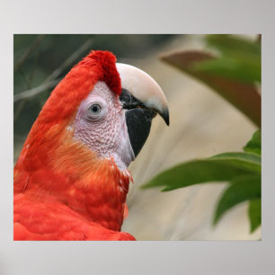 Scarlet Mackaw Foto Poster