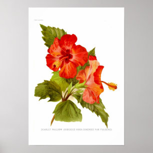 Scarlet-Malve (Hibiskus) Poster