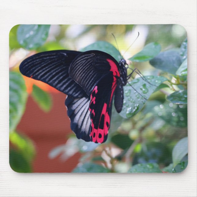 Scarlet Mormon Butterfly Mousepad (Vorne)