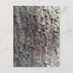 Scarlet Oak Tree Bark Postkarte