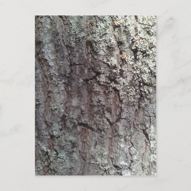 Scarlet Oak Tree Bark Postkarte (Vorderseite)