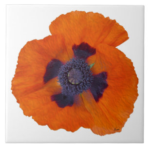 Scarlet Orange Mohn 1 Fliese