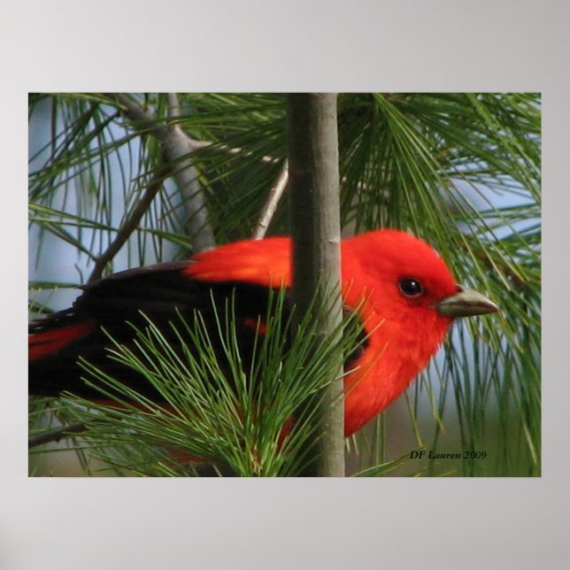 Scarlet O'Tanager Poster (Vorne)