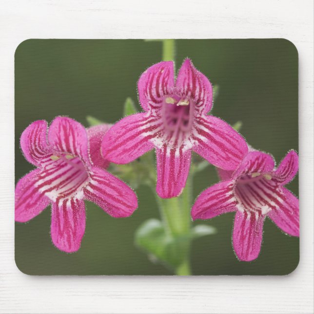 Scarlet Penstemon, Penstemon triflorus, Mousepad (Vorne)