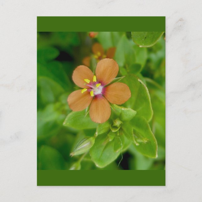 Scarlet Pimpernel Wildblume Postkarte (Vorderseite)