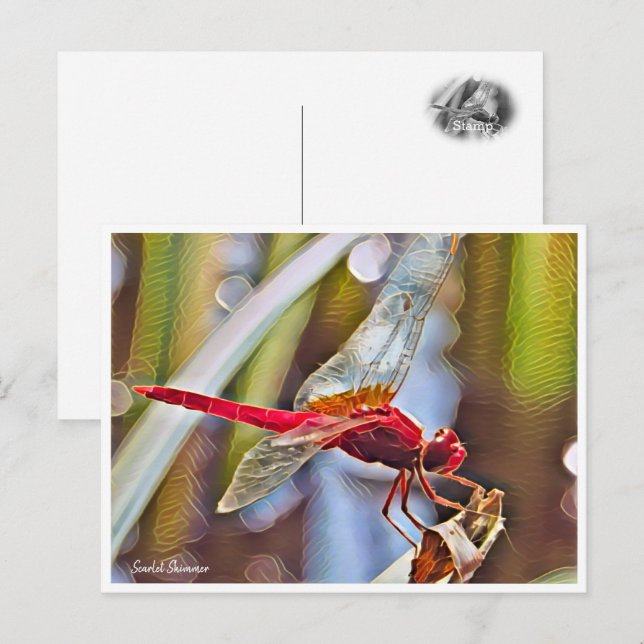 Scarlet Skimmer Postkarte (Vorne/Hinten)