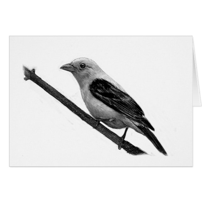 Scarlet Tanager (Vorderseite (Horizontal))