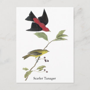 Scarlet Tanager - John James Audubon Postkarte