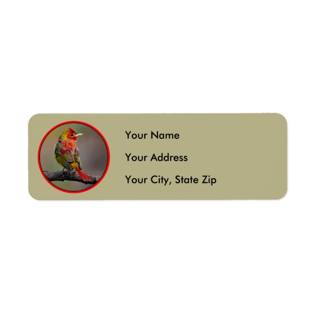 Scarlet Tanager Molting - Original Foto (Vorne)