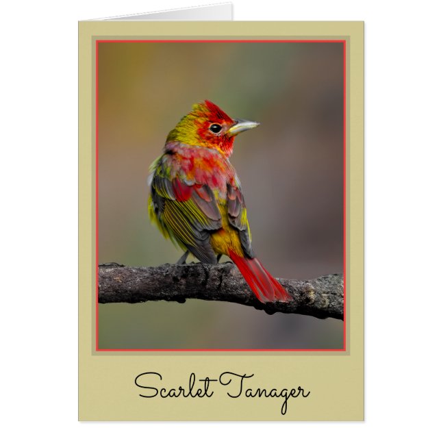 Scarlet Tanager Molting - Original Foto (Vorne)