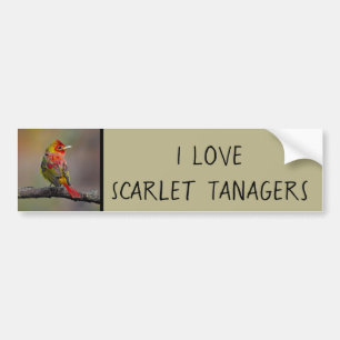 Scarlet Tanager Molting - Original Foto Autoaufkleber