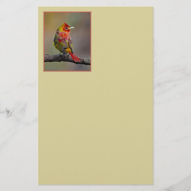 Scarlet Tanager Molting - Original Foto Briefpapier (Vorderseite)