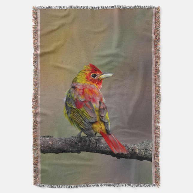 Scarlet Tanager Molting - Original Foto Decke (Vorderseite Vertikal)