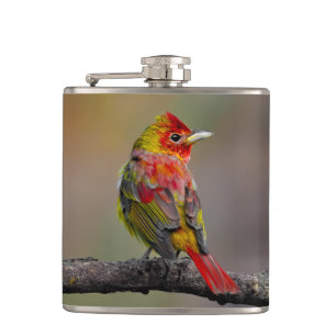 Scarlet Tanager Molting - Original Foto Flachmann
