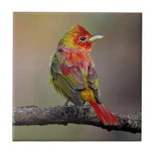 Scarlet Tanager Molting - Original Foto Fliese