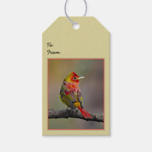 Scarlet Tanager Molting - Original Foto Geschenkanhänger