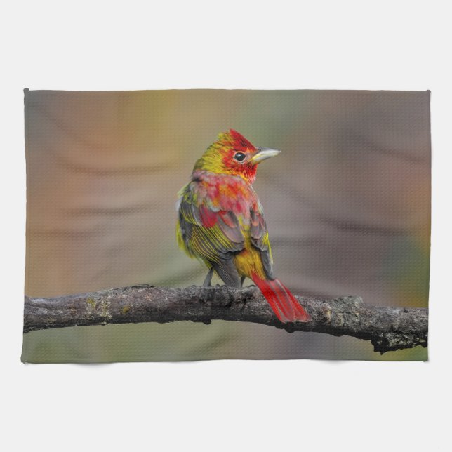 Scarlet Tanager Molting - Original Foto Geschirrtuch (Horizontal)
