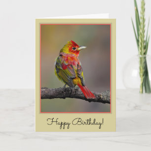 Scarlet Tanager Molting - Original Foto Karte