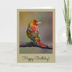 Scarlet Tanager Molting - Original Foto Karte