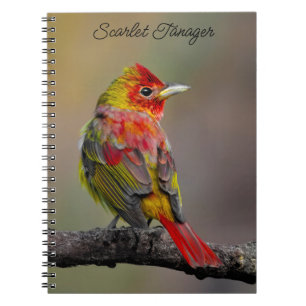 Scarlet Tanager Molting - Original Foto Notizblock