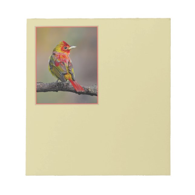 Scarlet Tanager Molting - Original Foto Notizblock (Vorderseite)
