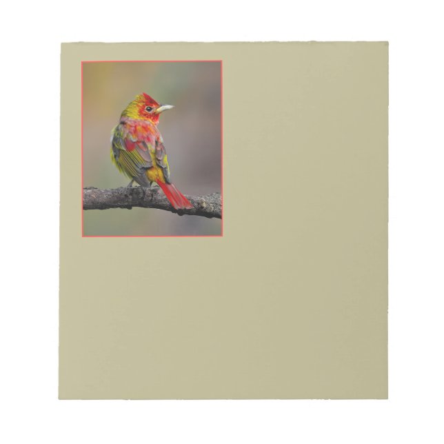 Scarlet Tanager Molting - Original Foto Notizblock (Vorderseite)