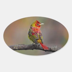 Scarlet Tanager Molting - Original Foto Ovaler Aufkleber