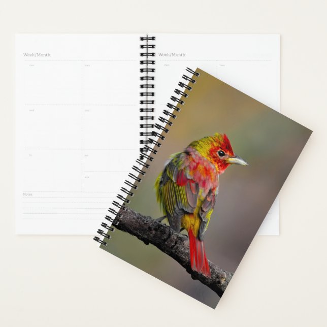 Scarlet Tanager Molting - Original Foto Planer (Anzeige)
