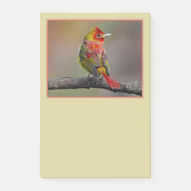 Scarlet Tanager Molting - Original Foto Post-it Klebezettel (Vorderseite)