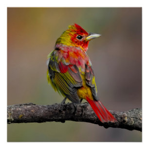Scarlet Tanager Molting - Original Foto Poster