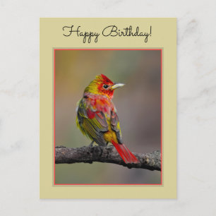 Scarlet Tanager Molting - Original Foto Postkarte