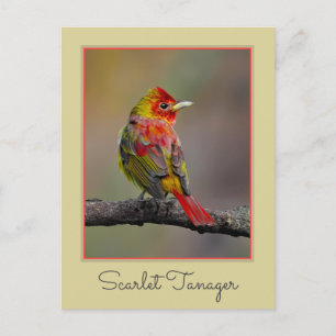 Scarlet Tanager Molting - Original Foto Postkarte