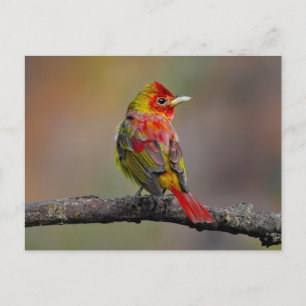 Scarlet Tanager Molting - Original Foto Postkarte