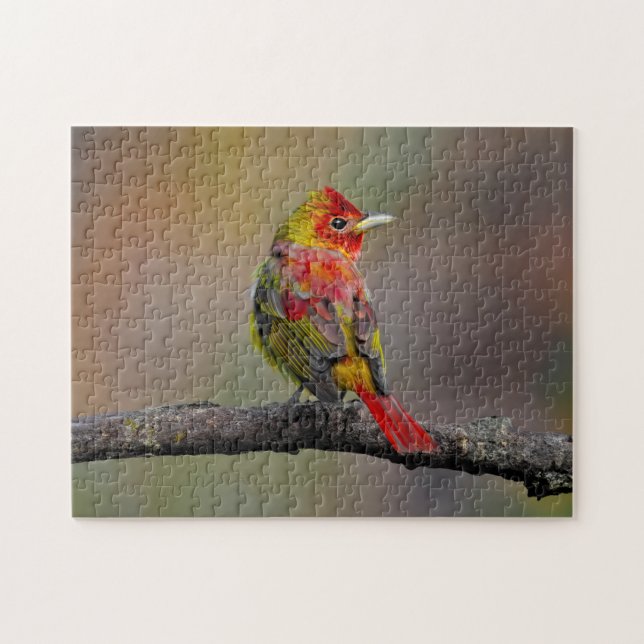 Scarlet Tanager Molting - Original Foto Puzzle (Horizontal)