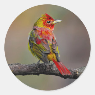 Scarlet Tanager Molting - Original Foto Runder Aufkleber
