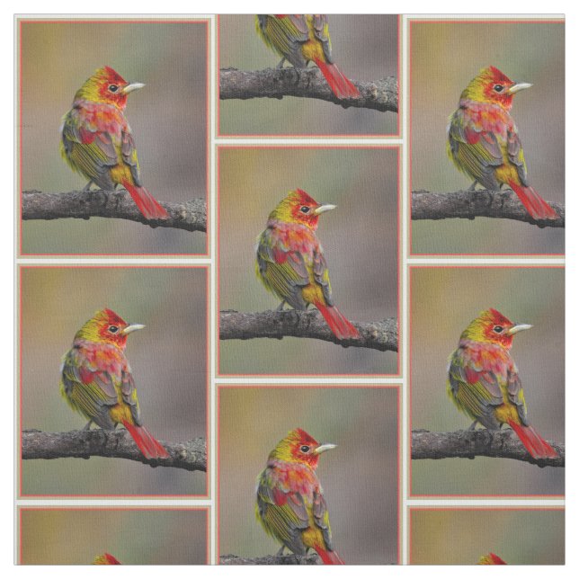 Scarlet Tanager Molting - Original Foto Stoff (Muster)