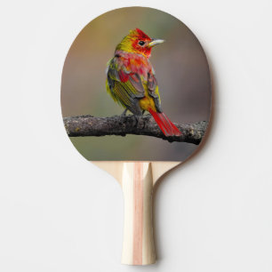 Scarlet Tanager Molting - Original Foto Tischtennis Schläger
