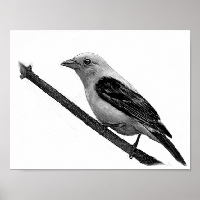 Scarlet Tanager Poster (Vorne)