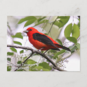 Scarlet Tanager Postkarte