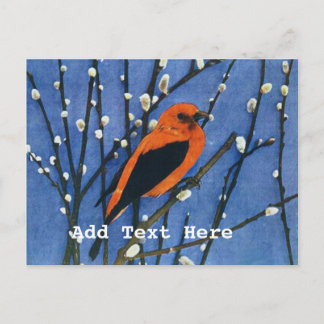 Scarlet Tanager Postkarte