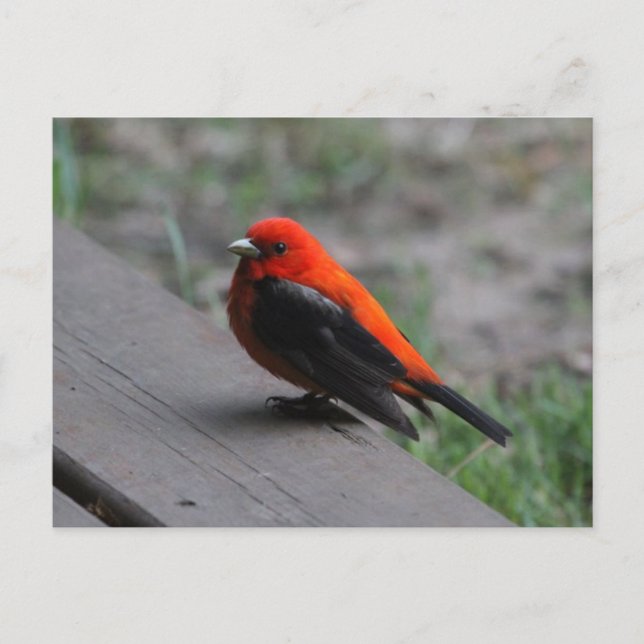 Scarlet Tanager Postkarte (Vorderseite)