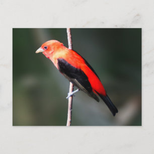 Scarlet Tanager Postkarte