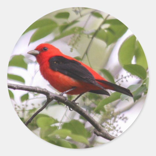 Scarlet Tanager Runder Aufkleber (Vorderseite)