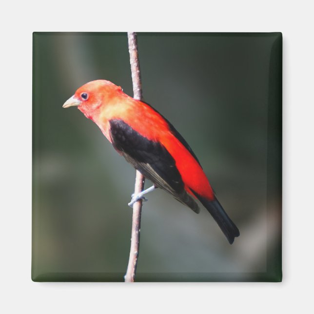 Scarlet Tanager Square Magnet (Vorne)