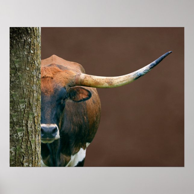 Scarlet - Texas Longhorn Kuh Poster (Vorne)
