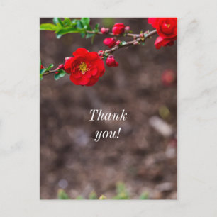 Scarlet Top Vielen Dank Postkarte