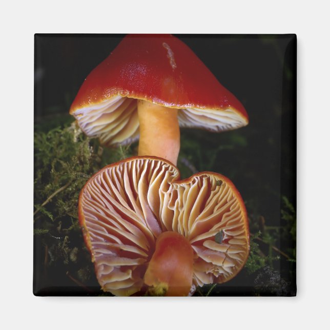 Scarlet Waxcap Pilze Magnet (Vorne)